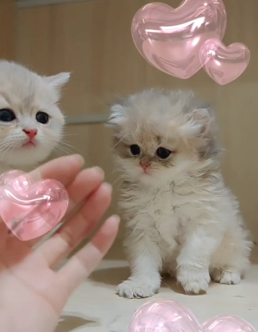 芷芷小編的堅持