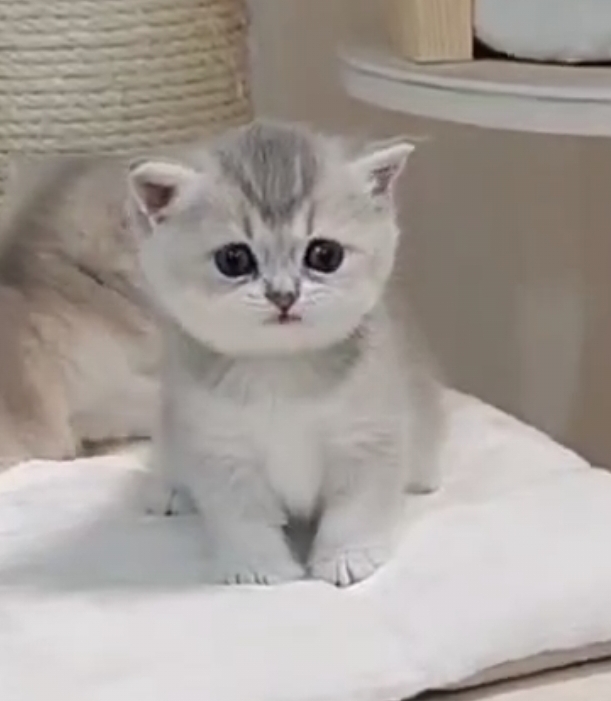 桃園萊恩貓舍的英國短毛貓幼貓 Ariel