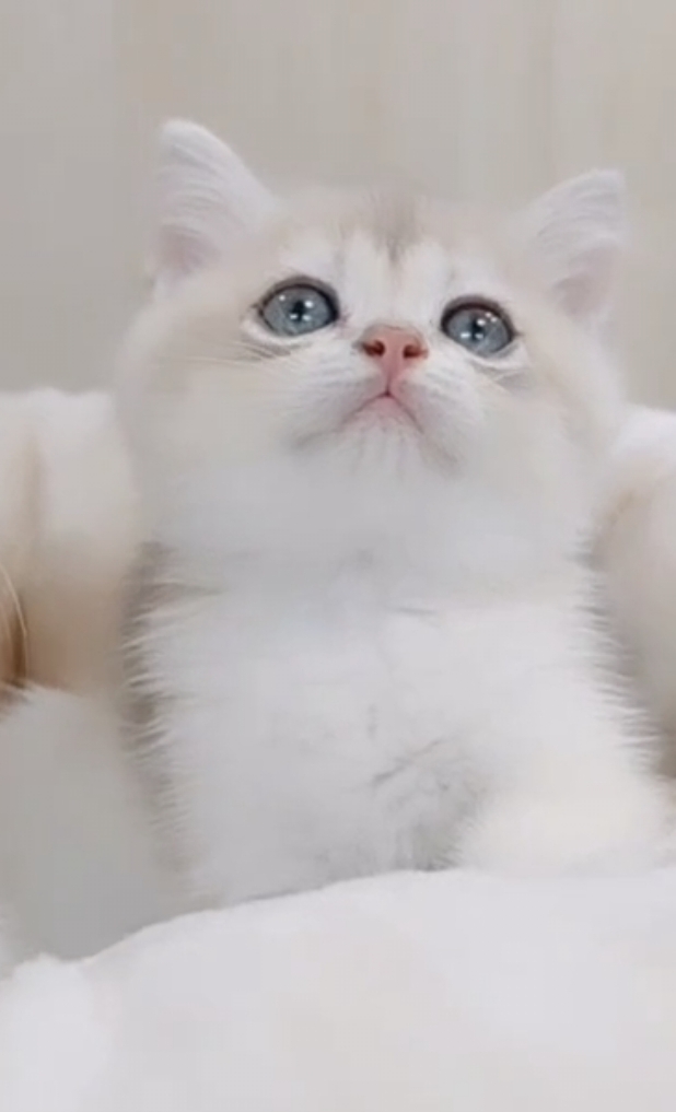 桃園萊恩貓舍的英國短毛貓幼貓 Atlas