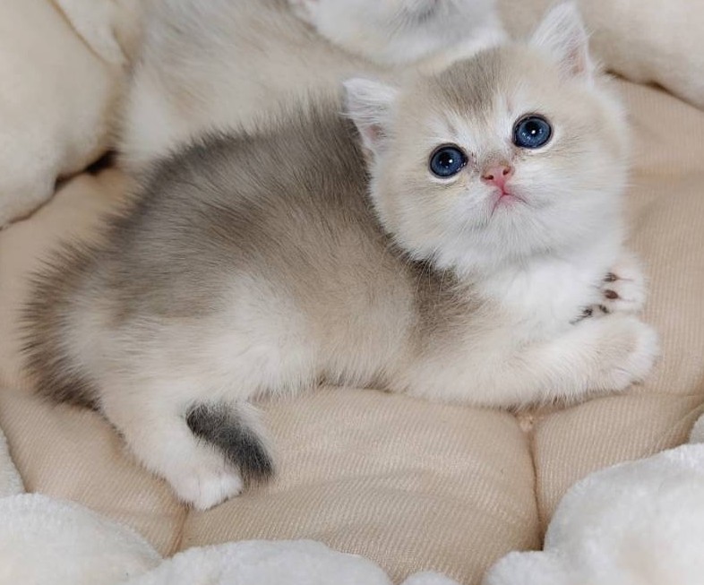 桃園萊恩貓舍的英國短毛貓幼貓 Finn