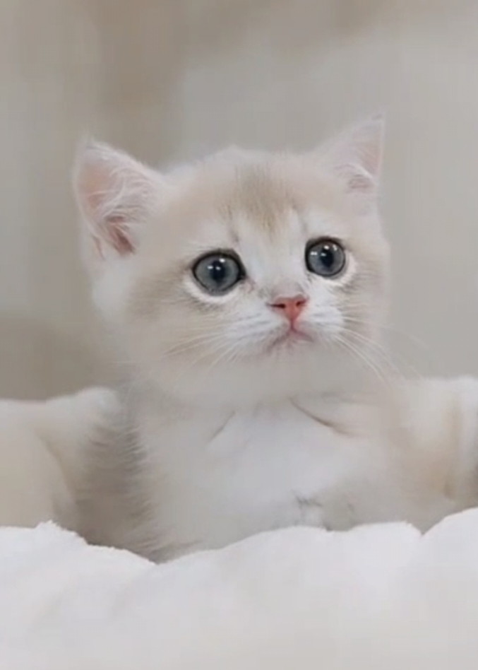 桃園萊恩貓舍的英國短毛貓幼貓 Milo