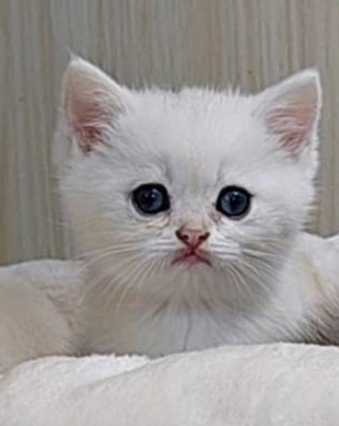 桃園萊恩貓舍的英國短毛貓幼貓 Pippin